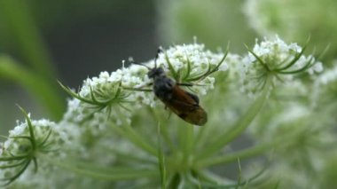 Sinek Mooche marci, femelle Bibio pomonae, çiçek, hortulanus böcek makro
