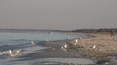 Yalnız adam plaj dalgalar ve martılar, okyanus ve deniz arasında duruyor