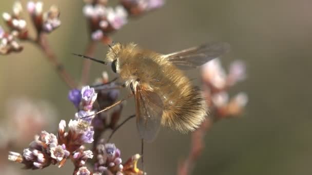 Insektenmakro, Bombylius major große Bienenfliege imitieren — Stockvideo