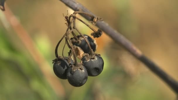 Zwarte droge bessen in het late najaar in het wilde bos — Stockvideo