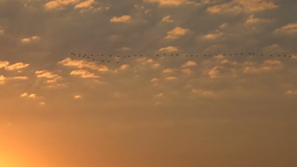 夕日の赤い太陽、野生のカモやガチョウの移行で空の鳥は群れを高 — ストック動画