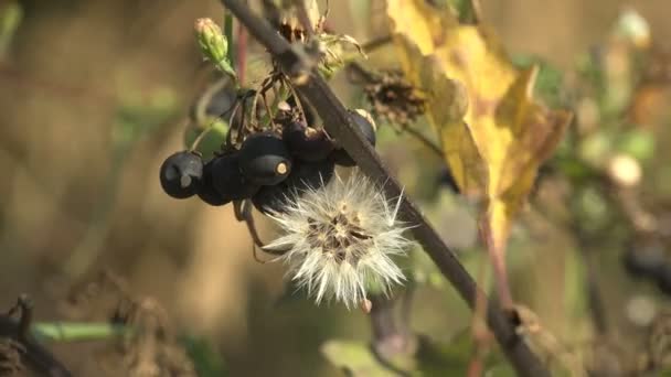 Черные сухие ягоды поздней осенью в диком лесу — стоковое видео