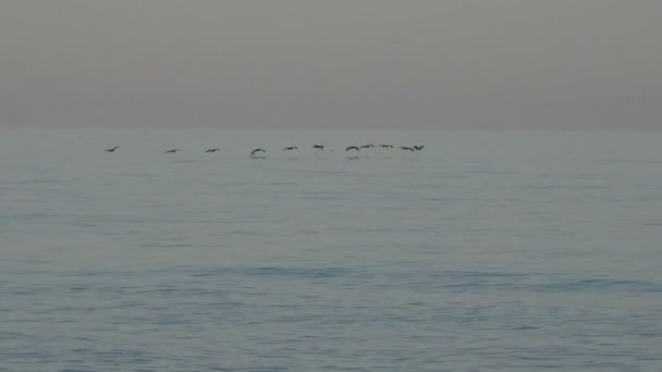 Las aves vuelan en una bandada sobre el agua del océano muy bajo, temprano en la mañana — Vídeo de stock