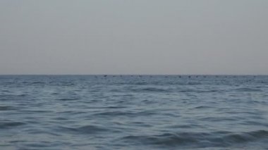 Kuşlar sürüsü içinde okyanus su üzerinde çok düşük, yaban ördekleri geçirilmesi etmezsin.