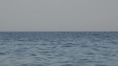 Kuşlar sürüsü içinde okyanus su üzerinde çok düşük, yaban ördekleri geçirilmesi etmezsin.