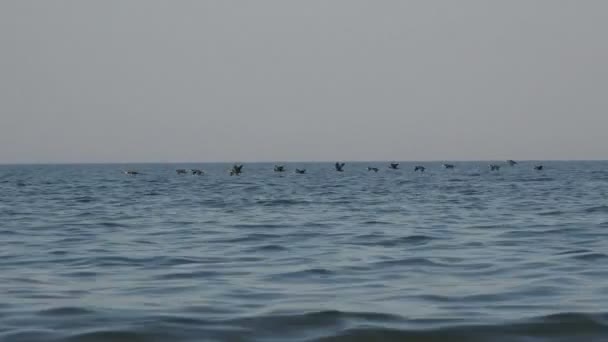 Burung-burung terbang dalam kawanan di atas air laut sangat rendah, di pagi hari, migrasi — Stok Video