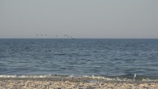 鳥が海の水朝の早い段階で、非常に低群れで飛ぶ — ストック動画