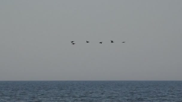 Las aves vuelan en una bandada sobre el agua del océano muy bajo, temprano en la mañana, la migración — Vídeo de stock