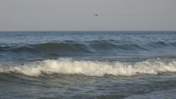 새 아침, 마이그레이션 초기에 매우 낮은 바다 물 무리에 날으십시오 — 비디오