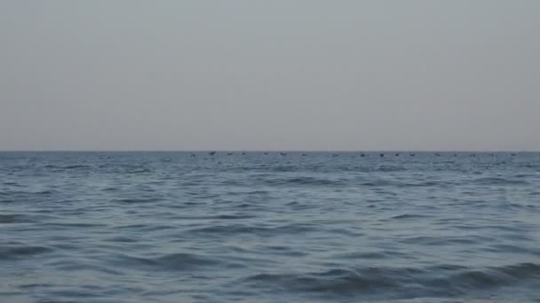 Gli uccelli volano in un gregge sopra l'acqua dell'oceano molto bassa, migrazione di anatre selvatiche — Video Stock