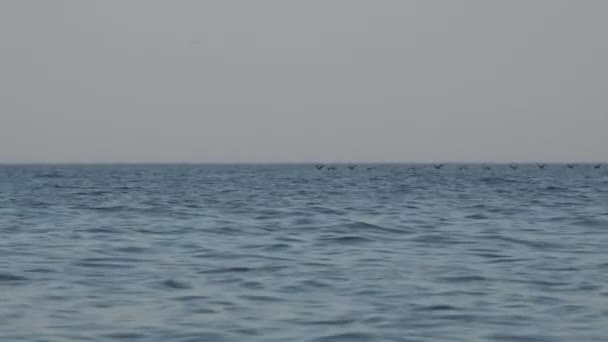 Las aves vuelan en una bandada sobre el agua del océano muy baja, migración de patos salvajes — Vídeos de Stock