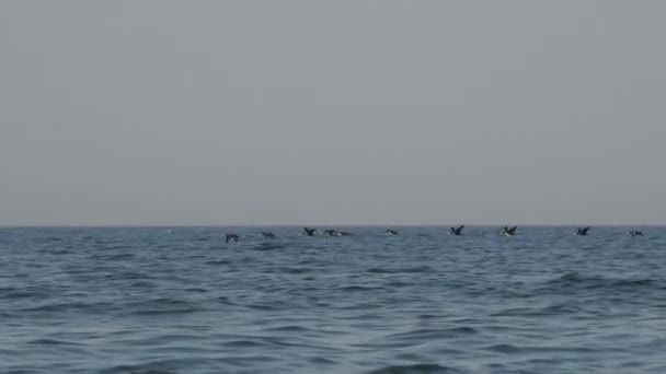 Vogels vliegen in een kudde over oceaanwater zeer lage, migratie van wilde eenden — Stockvideo