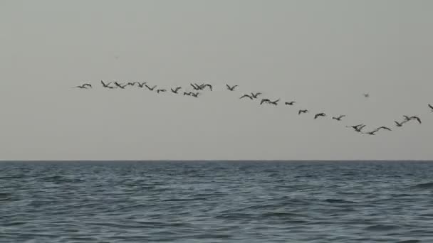 Las aves vuelan en una bandada sobre el agua del océano muy baja, migración de patos salvajes — Vídeo de stock