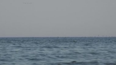 Kuşlar sürüsü içinde okyanus su üzerinde çok düşük, yaban ördekleri geçirilmesi etmezsin.