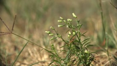 Beyaz Tragopogon olarak Goatsbeard veya salsify rüzgarda sallanan bitkiler