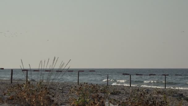 Burung terbang dalam kawanan di atas laut air dan di atas pantai, pagi-pagi — Stok Video