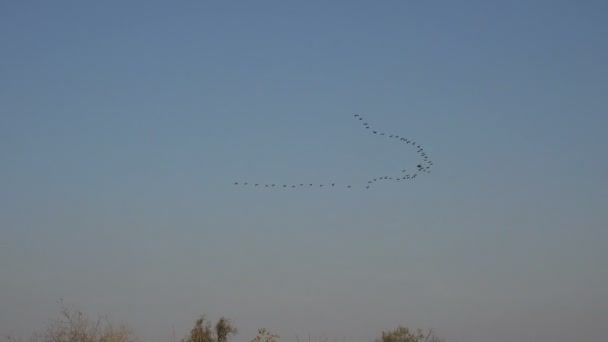 Aves vuelan en bandadas sobre el agua del océano y sobre la orilla, temprano en la mañana — Vídeo de stock