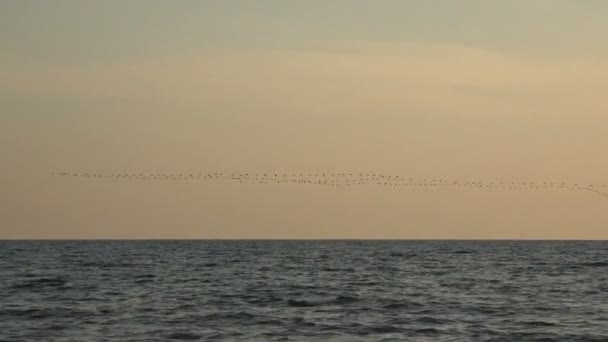 Las aves vuelan en una bandada sobre el agua del océano muy baja, migración de patos salvajes — Vídeos de Stock