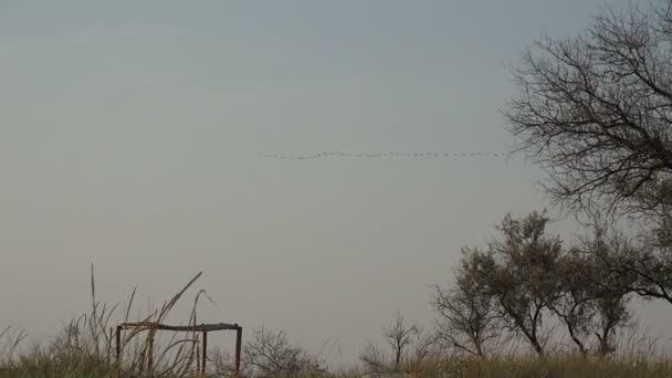 Oiseaux volent en troupeaux au-dessus de l'eau de mer et au-dessus du rivage, tôt le matin — Video