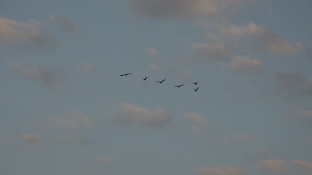 Oiseaux volent dans un troupeau au-dessus de l'eau de l'océan, tôt le matin — Video