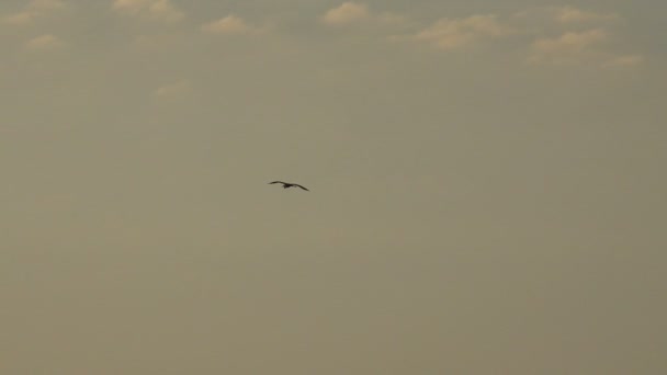 Fågel av en kran flyger på himlen — Stockvideo