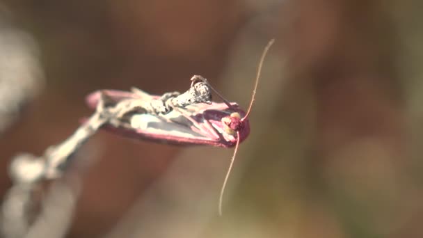 Качаясь на ветру, бабочка Geometer Moths в порядке Лепидоптер Розовый, белая полоса — стоковое видео