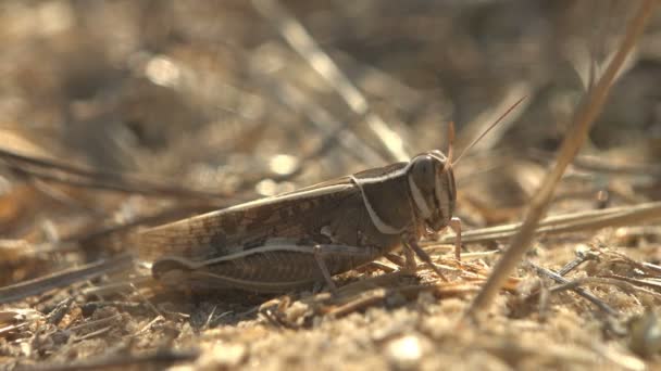 Macro insecto, saltamontes diferenciales Melanoplus se encuentra entre la hierba seca en el suelo — Vídeos de Stock