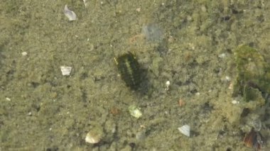 Thermosphaeroma, alt Isopod kabuklu deniz kum, su altında çalışır
