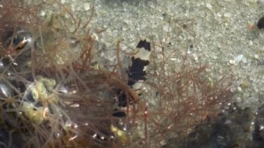 Valvifera deniz Isopod kabuklular arasında deniz yosunu, suyun altında yemek için arama