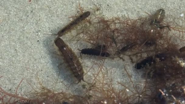 Valvifera Marine Isópodo Crustáceos en busca de alimento entre algas marinas, bajo el agua — Vídeos de Stock
