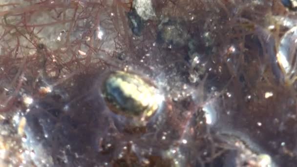 Valvifera Marine Isopod schaaldieren op zoek naar voedsel onder zeewier, onderwater — Stockvideo