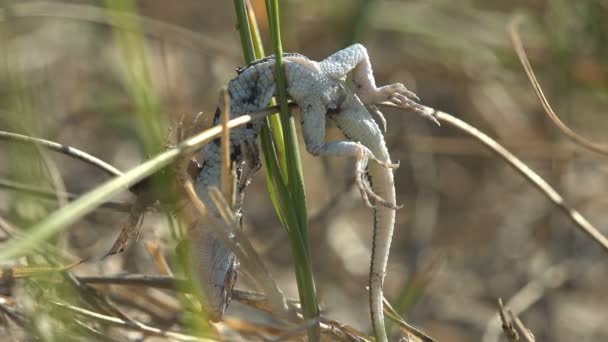 Mujer muerta Little Striped Whiptail Lagarto Reptil colgando de la hierba — Vídeo de stock