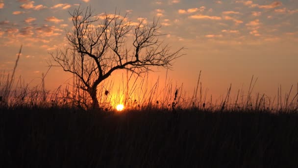 Fantastisk vacker solnedgång mot bakgrund av stora träd och åkergräs — Stockvideo