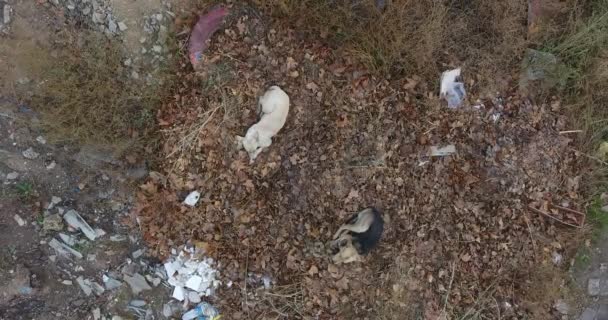 Street Homeless Mutt Chiens assis sur le feuillage sec de zhaltoy, animaux errants — Video