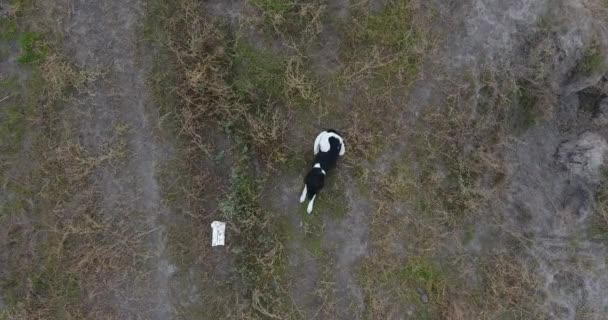 Rua Preto com manchas brancas um cão vadio senta-se em uma estrada de terra, animais vadios — Vídeo de Stock