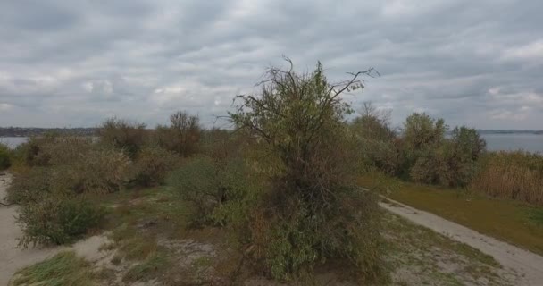 Movimento de drone em torno da árvore verde contra a areia cuspir e rio no céu tempestade — Vídeo de Stock