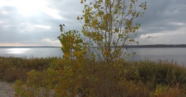 Mouvement du drone autour de l'arbre vert contre la flèche de sable et la rivière dans le ciel orageux — Video