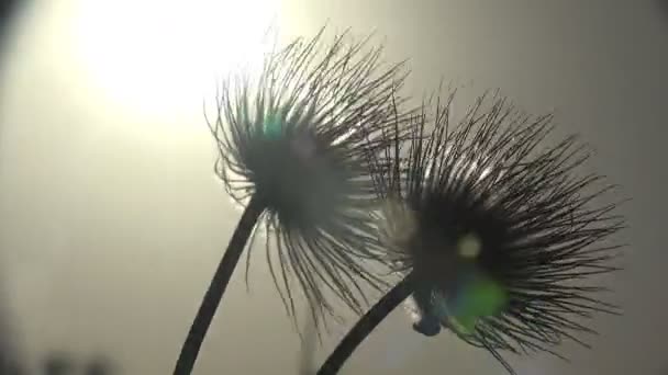 对背景晨风的再生产后期的山雪花莲 — 图库视频影像