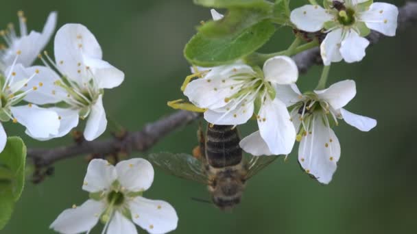 Insect Crab Spider attacked bee, yellow Misumenoides, sits in flower, macro — Stock Video