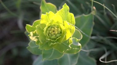 Sarı çiçek çok yıllık bitki Euphorbia Esula Spurge dağlar ve kayalar Rüzgar
