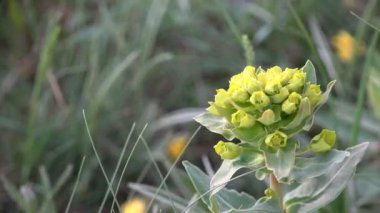 Sarı çiçek çok yıllık bitki Euphorbia Esula Spurge dağlar ve kayalar Rüzgar