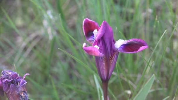 Flor púrpura con tres pétalos crece en las montañas y rocas fuerte viento de verano — Vídeos de Stock