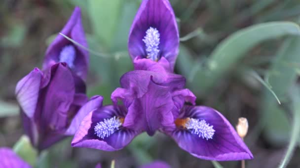 Fleur violette à trois pétales pousse dans les montagnes et les roches fort vent d'été — Video