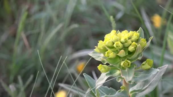 Жовта квітка Багаторічна рослина Euphorbia Esula Spurge в горах і скелях вітер — стокове відео