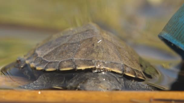 Contaminación Ecología Retrato Tortuga Joven Sienta Agua Verano Junto Una — Vídeos de Stock