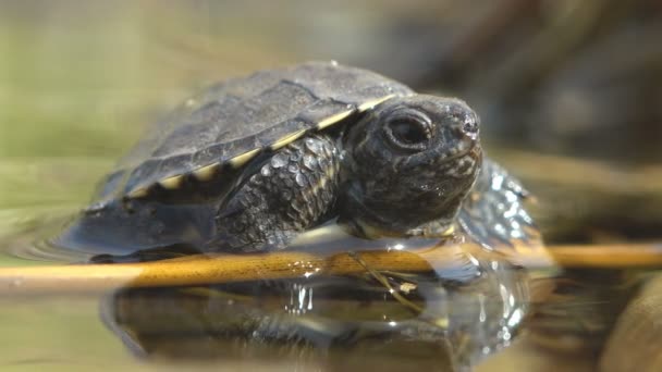 Jonge Schildpad Zit Tak Het Water Net Lange Afstand Gelopen — Stockvideo