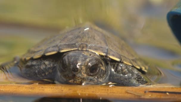 Jonge Schildpad Rustend Tak Water Net Overwonnen Grote Afstand Langs — Stockvideo