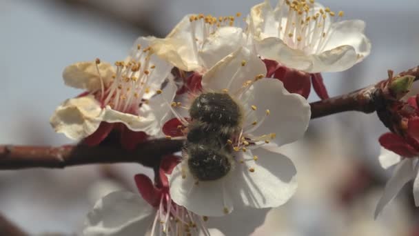 Insetti Parassiti Oxythyrea Scarabei Funesta Seduti Sul Melo Bianco Fiore — Video Stock