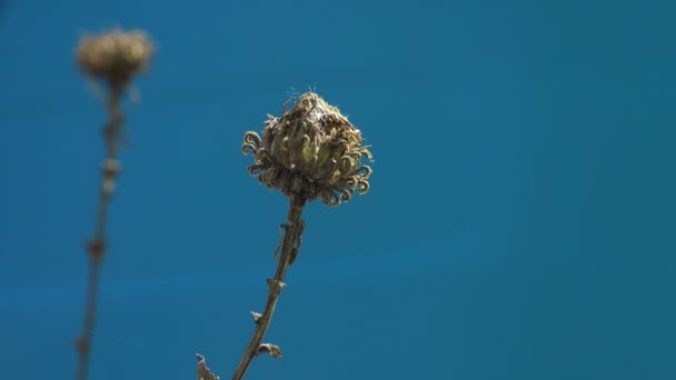 青い背景に黄色の乾燥した野生の花の種 マクロビュープラント — ストック動画