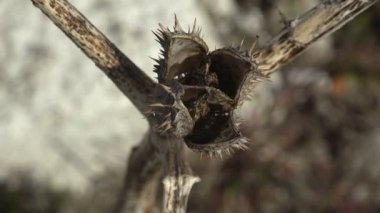 Datura bitki tohumu tohumu kutusu üst görünümü. Solanaceae ailesine ait dokuz zehirli Vespertine çiçekli bitki cinsi. Macro View Şeytanın Trompetleri